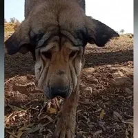 سگ پژدر اصیل قیمت عالی|سگ|شازند, |دیوار