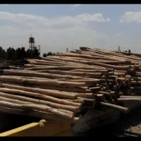 خرید چوب سقفی قعط وهرس درخت تسویه روی باسکول