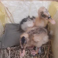 اردک یکماهه