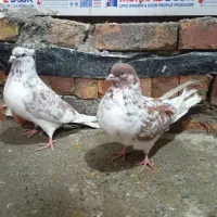 نرو ماده گرگی|پرنده|نوشین شهر, |دیوار