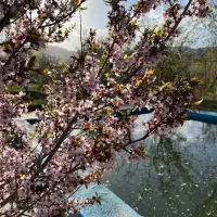 باغ زیرقیمت منطقه