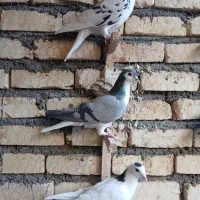 کفتر بوم  شلاقی پرشی