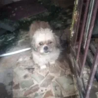 پاکوتاه|سگ|قائم‌شهر, |دیوار