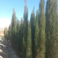 نهال سرو شیراز|گل و گیاه طبیعی|کرمان, |دیوار