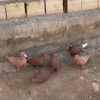 زرد گلی دمسفید|پرنده|کوهبنان, |دیوار