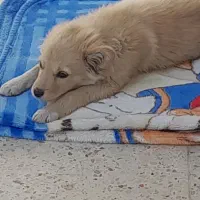 فروش سگ پامر