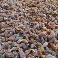 کشمش اورگانیک