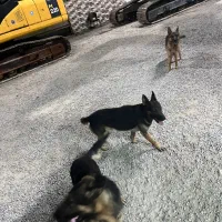 استخدام نگهبان