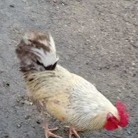 با سلام یک عدد خروس  سالم  به بفروش میرسه