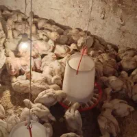 300عددجوجه گوشتی درجه یک واکسن شده