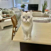 حیوانات|گربه|کرمانشاه, |دیوار