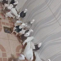 15 تا طوقی|پرنده|بهبهان, |دیوار