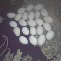 فروش تخم  غاز