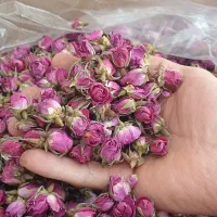 غنچه قزل گل . گل محمدی