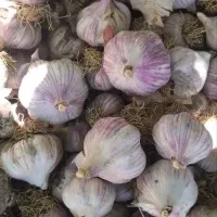 سیر