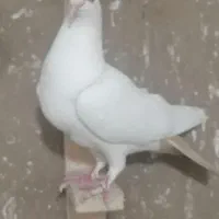 کفتر دم زرد با نقرای پلنگ