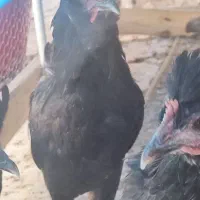 خروس مشکی ریشو چهل تاج