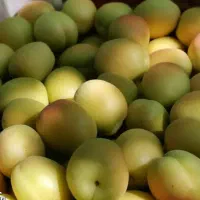 تولید نهال زردآلو تخم مرغی سلطنتی|خدمات باغبانی و درختکاری|دره رود, |دیوار