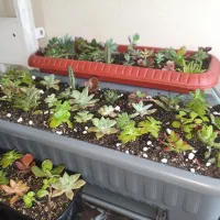 گیاه 38کاکتوس آماده رشد