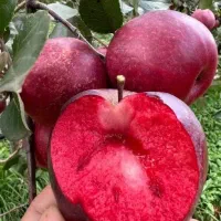 شوگراپل نهال بلوبری کیوی انگور توت زردالو البالو