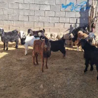 بزغاله|حیوانات مزرعه|آبدانان, |دیوار