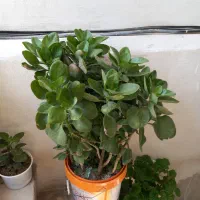 گل طبیعی|گل و گیاه طبیعی|بروجرد, |دیوار