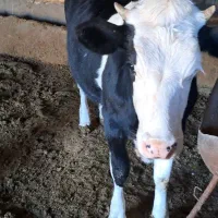 تلیسه سیمینتال