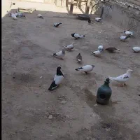 کفتر کبوتر