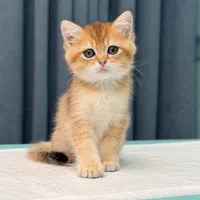 طلای ۲۴ عیار گربه بریتانیایی|گربه|تهران, نیاوران|دیوار