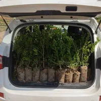 نهال انار|خدمات باغبانی و درختکاری|ساوه, |دیوار