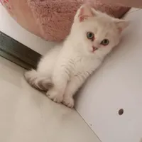 گربه