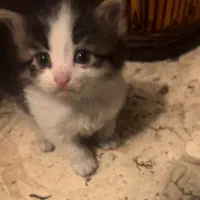 واگذاری گربه