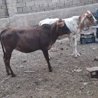 گوساله ماده