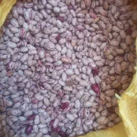 فروش لوبیا