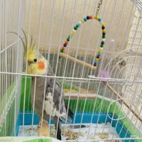 عروس هلندی نر بازیگوش