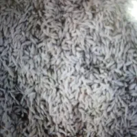 فروش جو درجه یک دامی