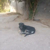 سگ دوبرمن|سگ|گیلان غرب, |دیوار