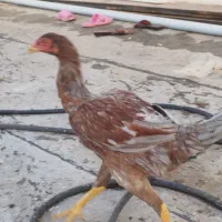 فروش مرغ لاری