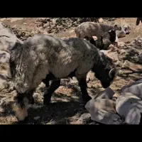 نرمیش
