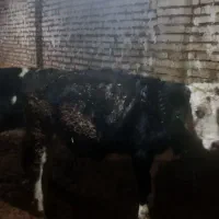 گاو گوساله|حیوانات مزرعه|تاکستان, |دیوار