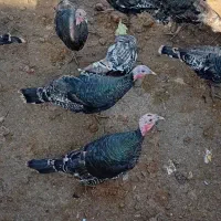 5عدد بوقلمون ماده|حیوانات مزرعه|هرسین, |دیوار