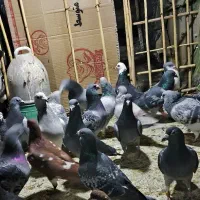 بیست پنج تا کبوتر نر فروشی
