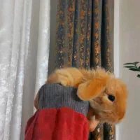 بچه خرگوش لوپ اصیل|موش و خرگوش|اردبیل, |دیوار