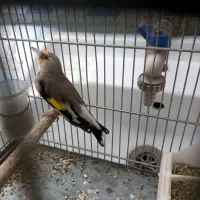 تور سهره
