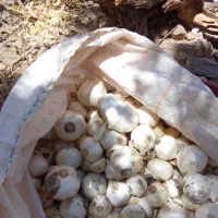 موسیر کوهی به شرط