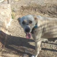 سلام سگ ماده افغانی فیض آباد مه ولات|سگ|کاشمر, |دیوار