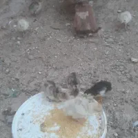 بقولمون با جوجه