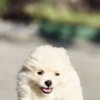 توله پامرانین خرسی