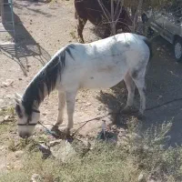 اسب مادیون ۵ساله (ابستن) ۸ ماهه