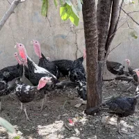 بوقلمون جوان خوب